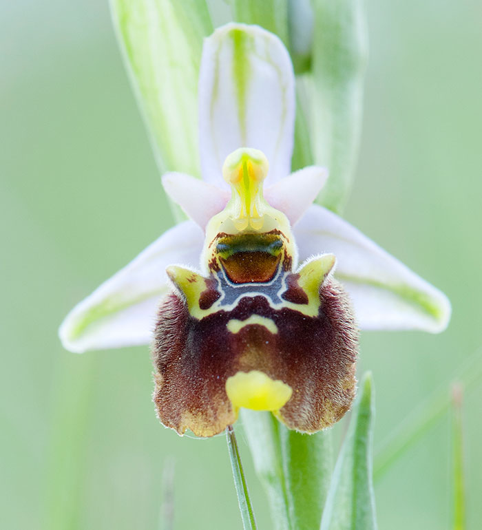 Ophiris fuciflora da confermare